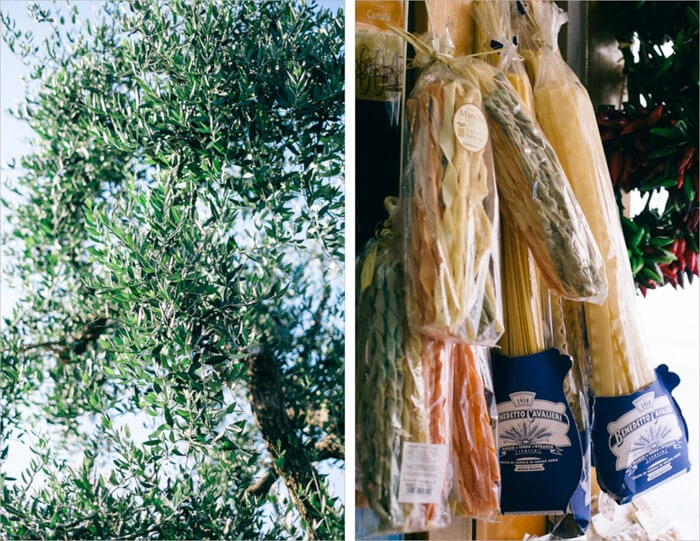 Southern Italian Olive Tree and Pasta