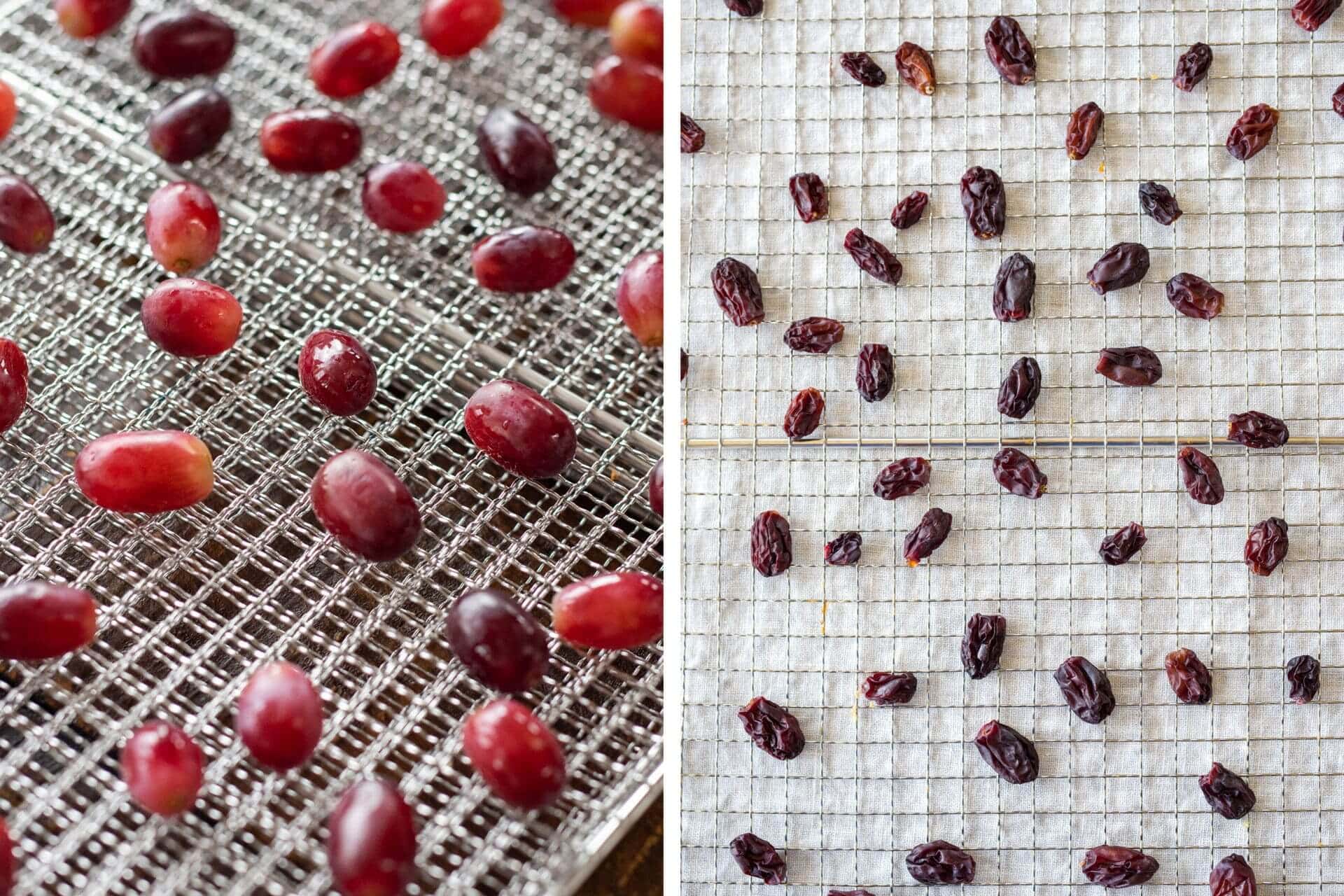 Brød and Taylor Sahara Food Dehydrator