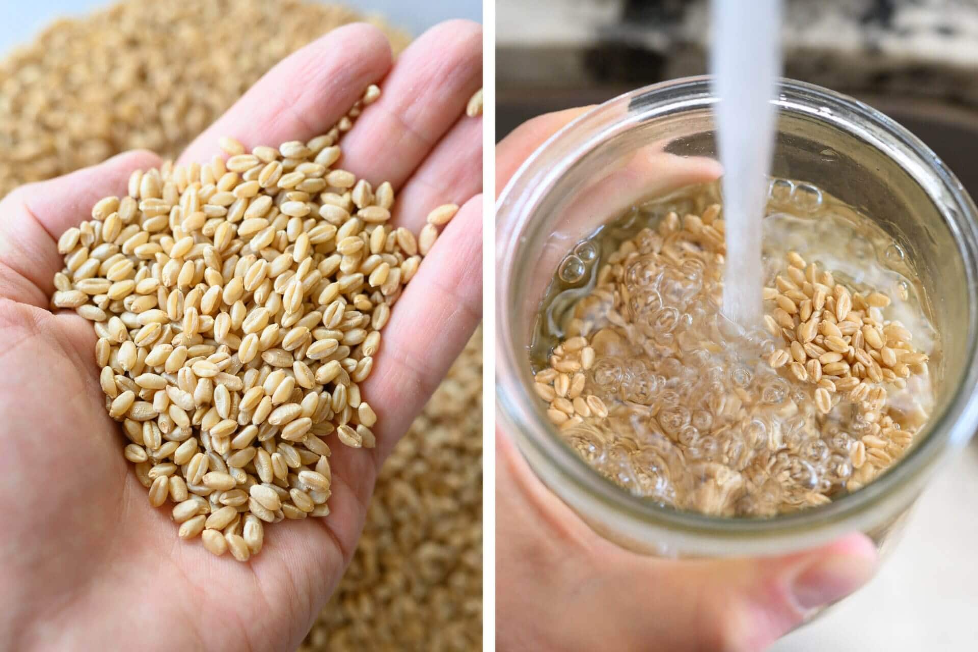 Rinsing hard white wheat for sprouting