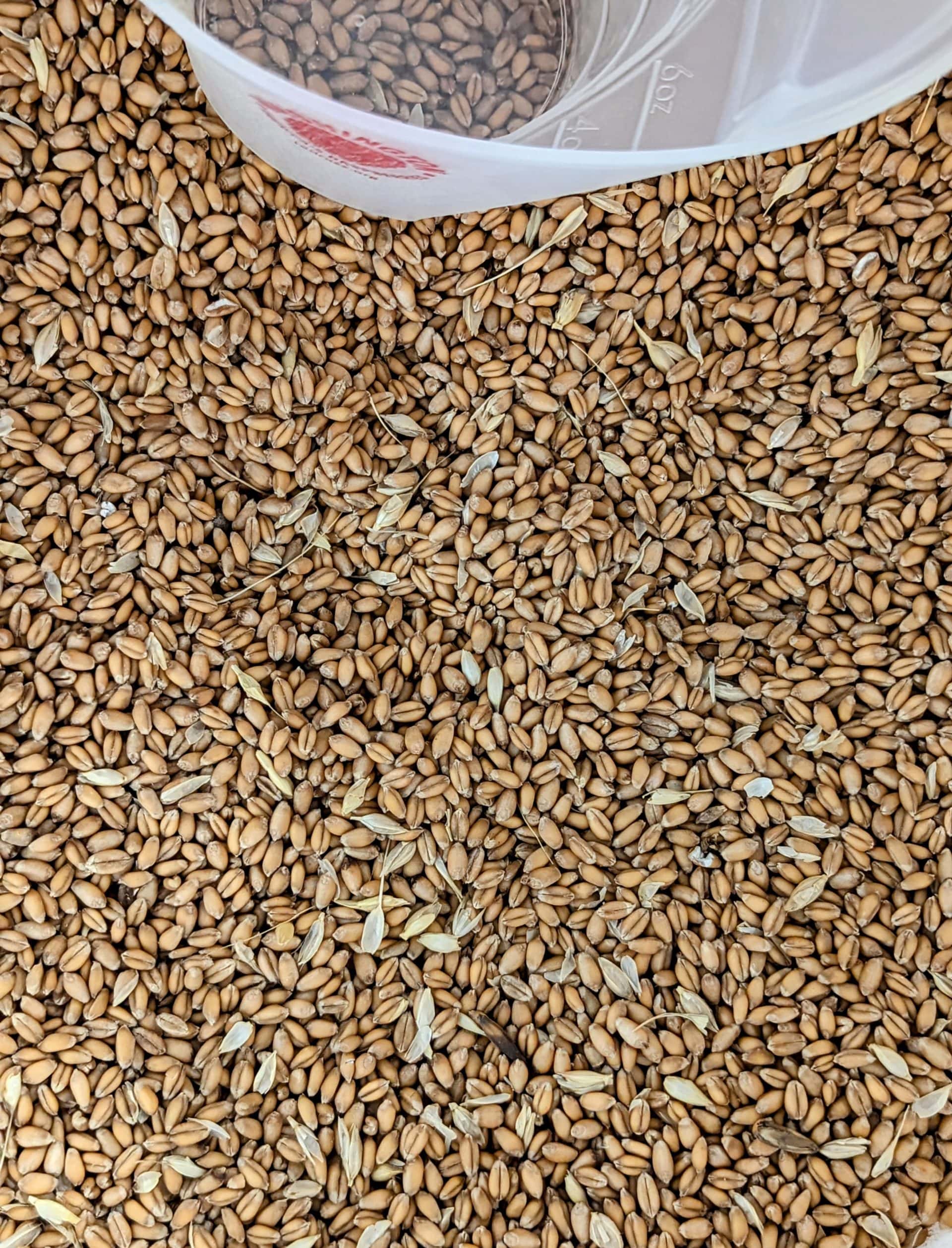 Post-harvest wheat in need of cleaning.