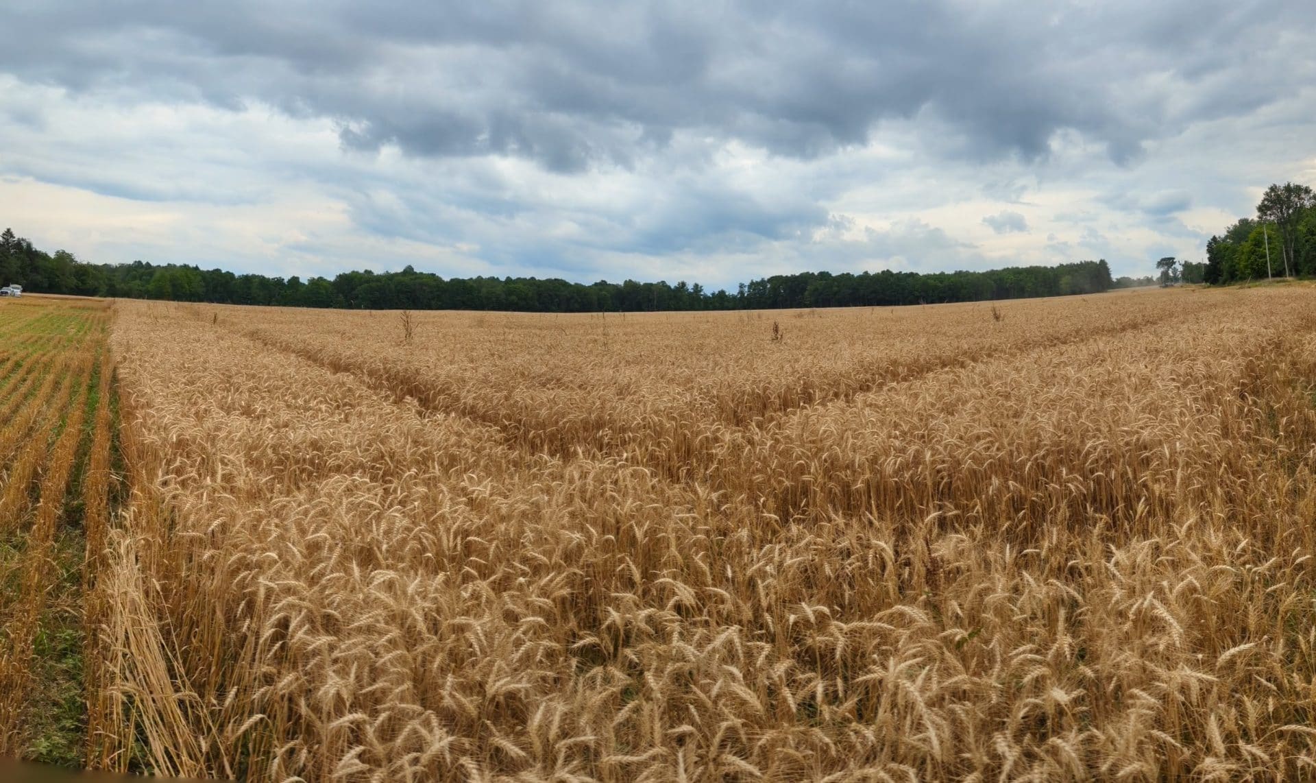 A large wheat field.