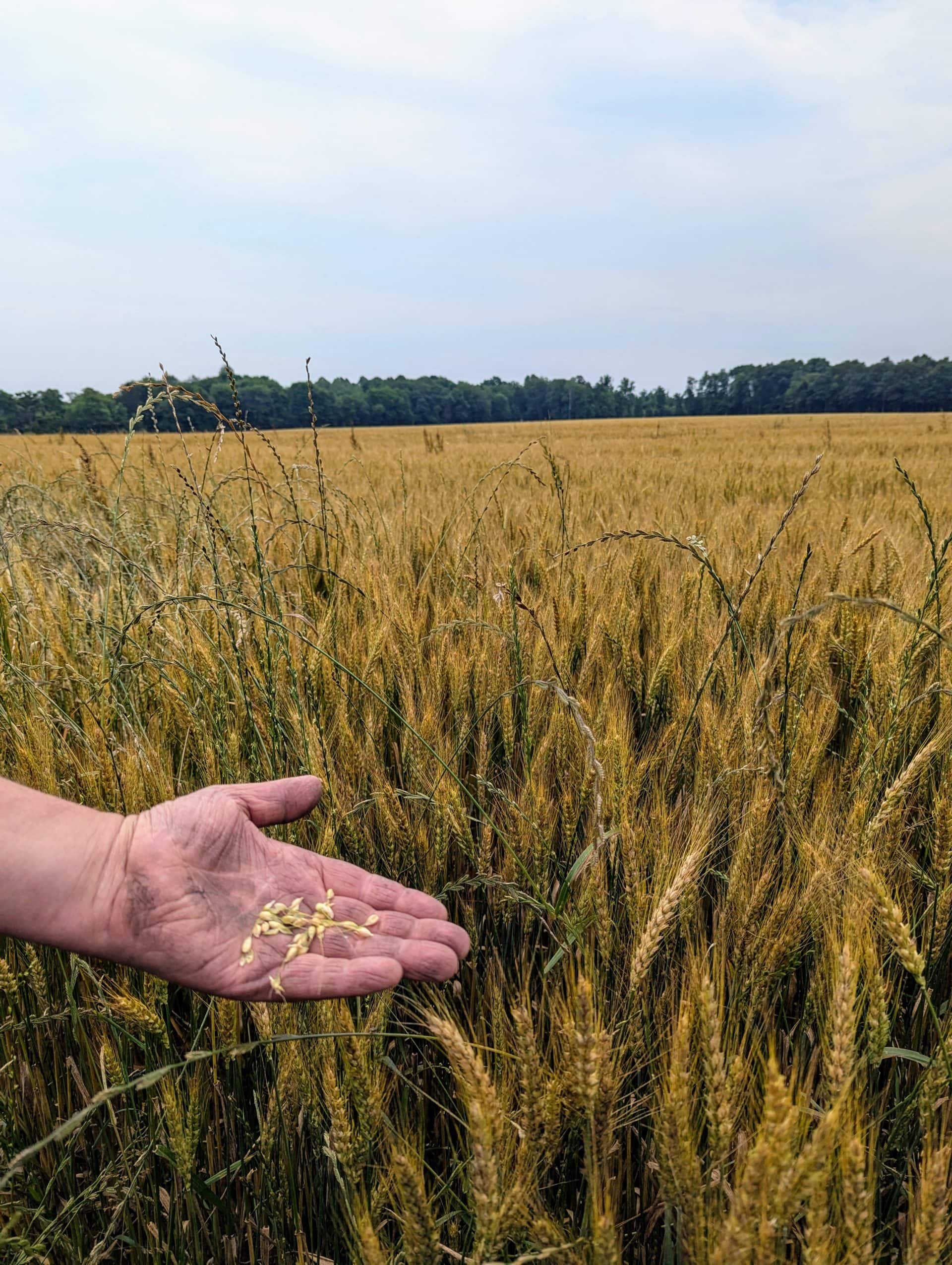 Walking through a wheat field.