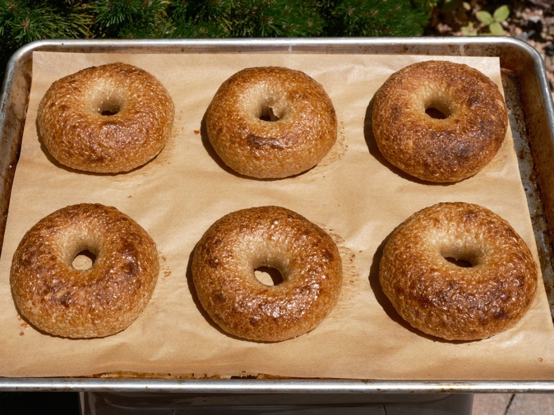 New wave sourdough bagels baked